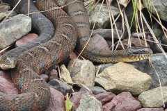 20250802_104815-8046