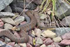 20250802_104815-f770